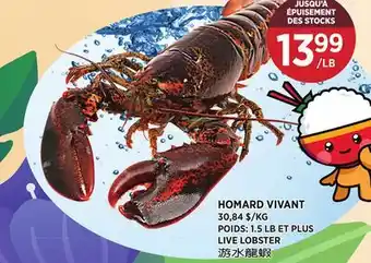 Kim Phat LIVE LOBSTER offer