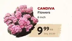 Marche Leo's CANDIVA Flowers offer