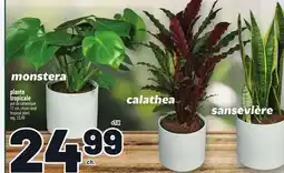 Metro PLANTE TROPICALE | TROPICAL PLANT offer