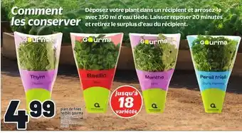 Metro PLANT DE FINES HERBES GOURMA | GOURMA FINE HERBS PLANT offer