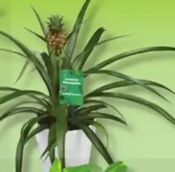 IGA PINEAPPLE IN POT, BONSAI offer