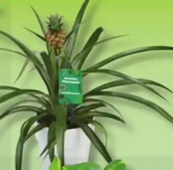 IGA PINEAPPLE IN POT, BONSAI offer