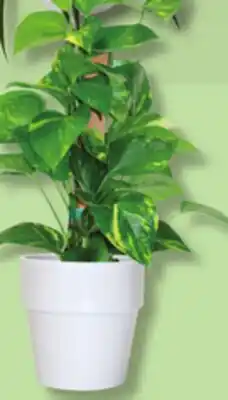 IGA CLIMBING PLANT offer