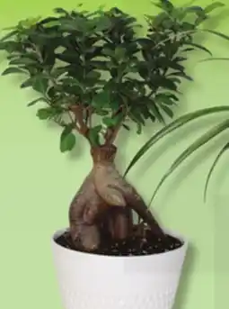 IGA BONSAI offer