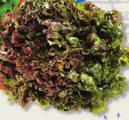 IGA RED LEAF LETTUCE offer