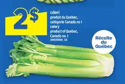 Maxi CÉLERI | CELERY offer