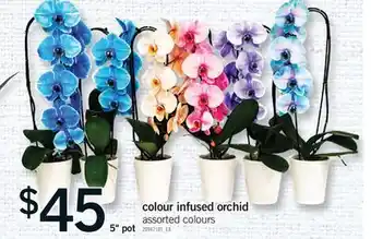 Fortinos COLOUR INFUSED ORCHID, 5 pot offer