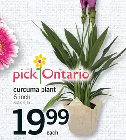 Fortinos CURCUMA PLANT, 6 inch offer