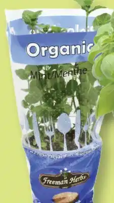 Fortinos ORGANIC HERBS, 4.5 pot offer