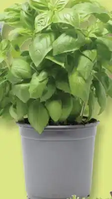 Fortinos ORGANIC BASIL, 5.5 pot offer
