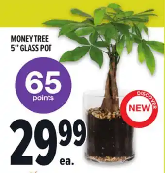 Metro MONEY TREE 5 GLASS POT offer
