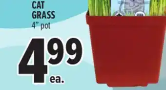 Metro CAT GRASS offer