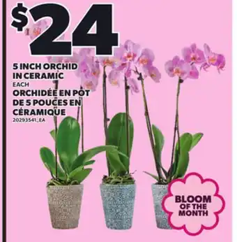 Independent Grocer 5 INCH ORCHID IN CERAMIC offer