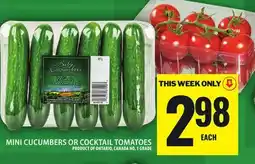 Food Basics MINI CUCUMBERS OR COCKTAIL TOMATOES offer