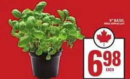 Food Basics 9 BASIL offer