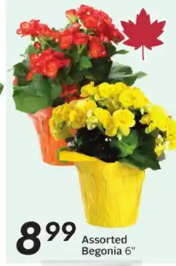 Sobeys Assorted Begonia offer