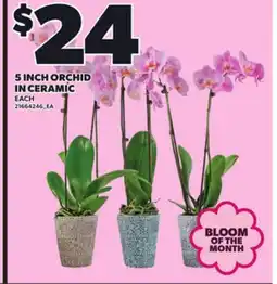 Loblaws 5 INCH ORCHID IN CERAMIC offer