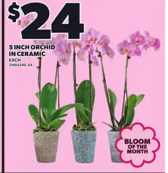 Loblaws 5 INCH ORCHID IN CERAMIC offer