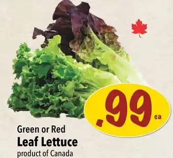 Farm Boy Green or Red Leaf Lettuce offer
