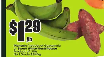FreshCo Plantain Product of Guatemala or Sweet White Flesh Potato Product of USA No. I Grade 2.84/kg offer