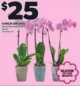 Independent Grocer Orchid offer
