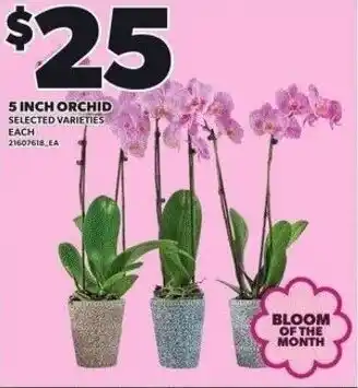 Independent Grocer Orchid offer