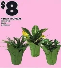 Independent Grocer Tropical offer
