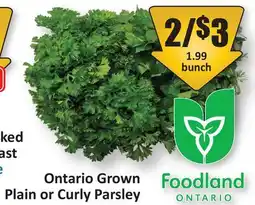Starsky Ontario Grown Plain or Curly Parsley offer