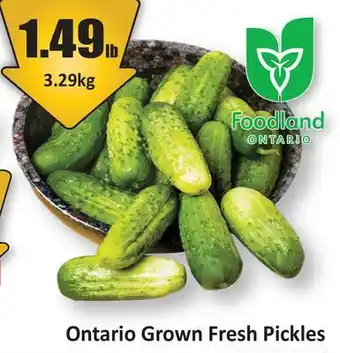 Starsky Ontario Grown Fresh Pickles offer