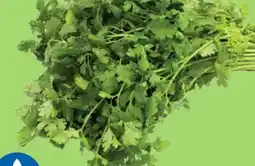 Kim Phat CILANTRO offer