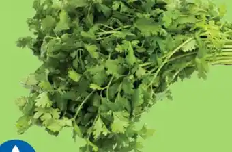 Kim Phat CILANTRO offer