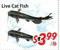 Bestco Food Mart Live Cat Fish offer