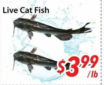 Bestco Food Mart Live Cat Fish offer