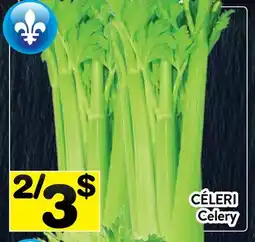 Supermarché PA CÉLERI | Celery offer