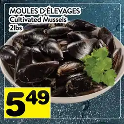 Supermarché PA MOULES D'ÉLEVAGES| Cultivated Mussels offer