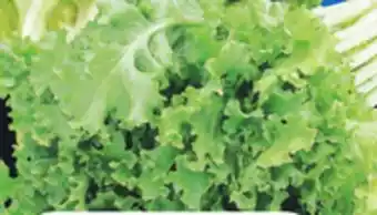 IGA ESCAROLE offer