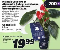 IGA ANTHURIUM ASTROLOGICAL PLANT offer
