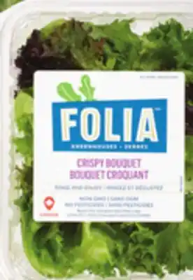IGA FOLIA LETTUCE OR LETTUCE MIX OR GREENHOUSE LETTUCE offer