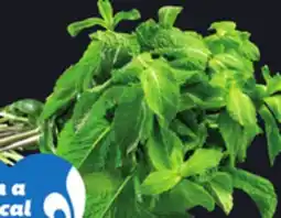 IGA FRESH CORIANDER, MINT, DILL, CURLY PARSLEY OR ITALIAN PARSLEY offer