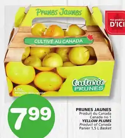 Marches Tradition YELLOW PLUMS offer