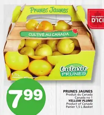 Marches Tradition YELLOW PLUMS offer