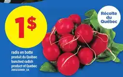 Maxi RADIS EN BOTTE | BUNCHED RADISH offer