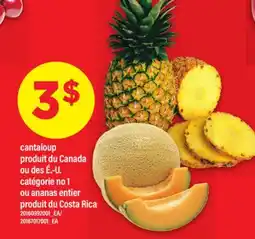 Maxi CANTALOUP offer