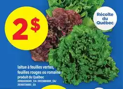 Maxi LAITUE À FEUILLES VERTES, FEUILLES ROUGES OU ROMAINE offer