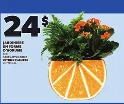 Provigo CITRUS PLANTER offer