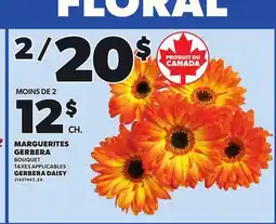 Provigo GERBERA DAISY, BOUQUET offer