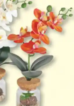 Jean Coutu DANSON Orchids with vase offer