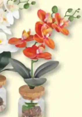 Jean Coutu DANSON Orchids with vase offer