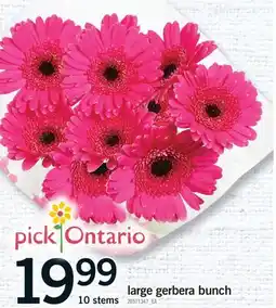 Fortinos LARGE GERBERA, BUNCH 10 STEMS offer