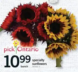 Fortinos SPECIALTY SUNFLOWERS, bunch offer